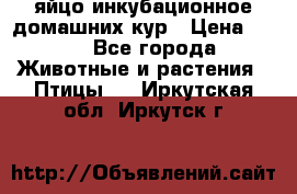 яйцо инкубационное домашних кур › Цена ­ 25 - Все города Животные и растения » Птицы   . Иркутская обл.,Иркутск г.